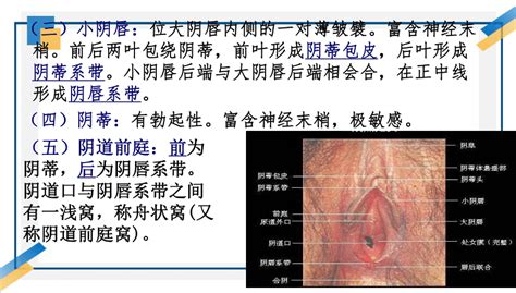 美女的陰部|女性生殖系統